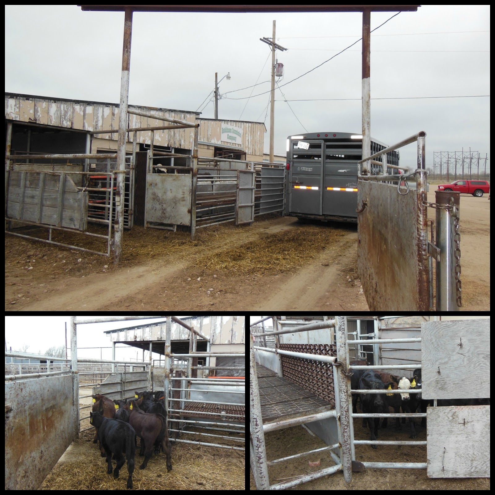 fairview sale barn livestock auction markets